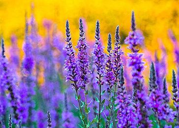 目标是推翻公司高层 NS《打工人》发布上市预告